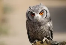 nature animals wildlife owls macro depth of field birds 3840x2400 wallpaper Art HD Wallpaper
